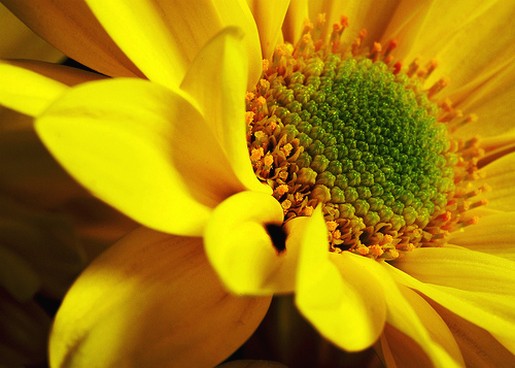 golden daisy flower image.jpg