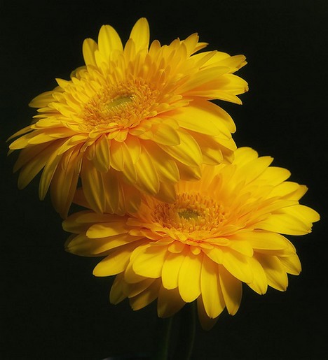 golden daisies pics.jpg