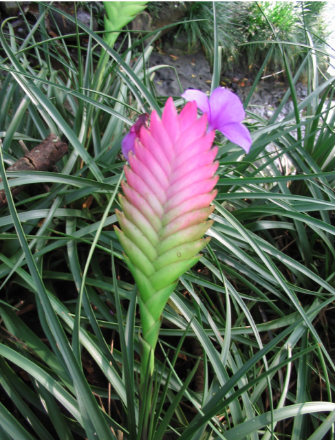 Unique shape hawaiian flower.PNG