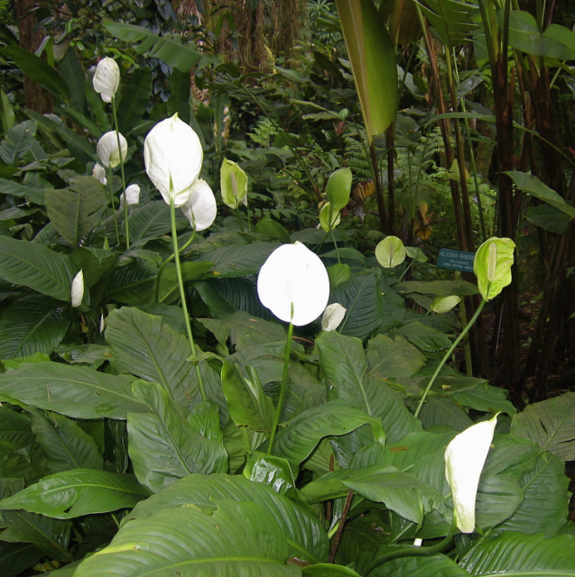 White Naupaka flowers also known as Half Flowers picture.PNG