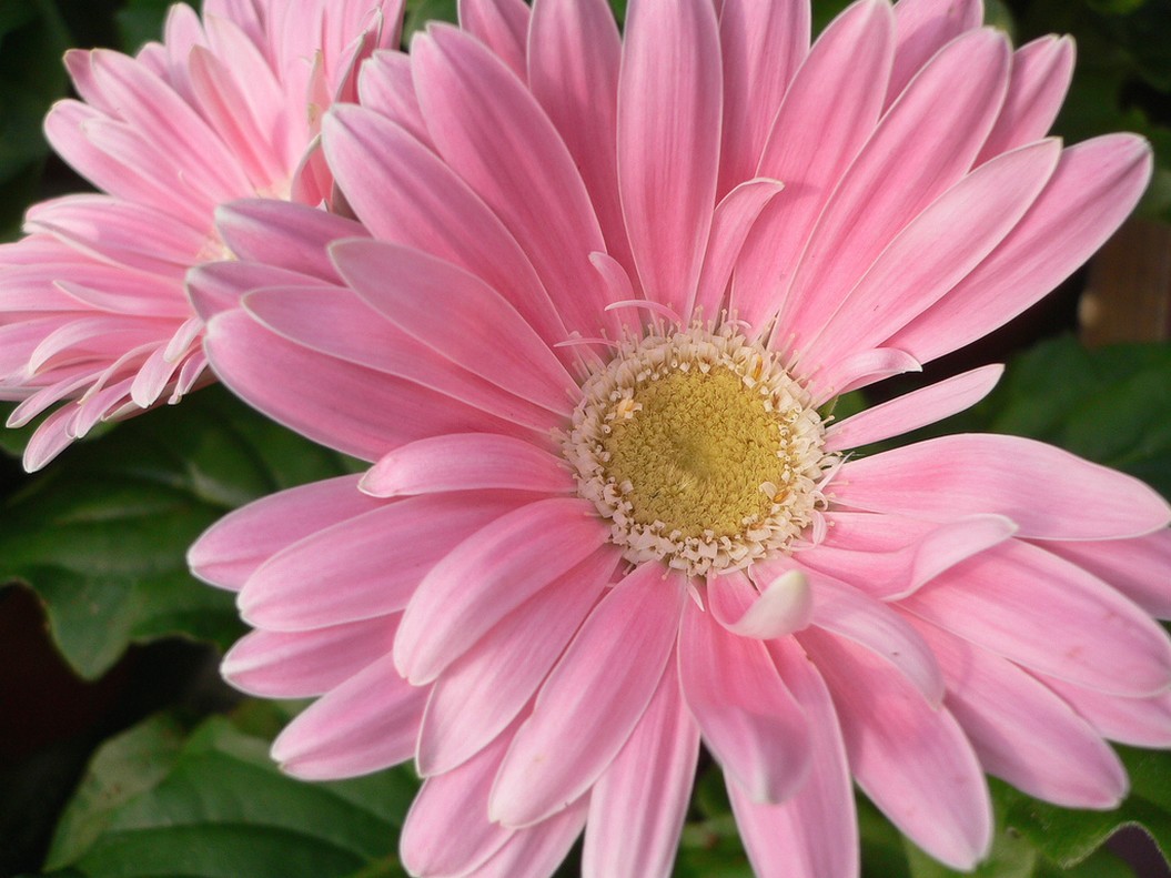 Gerbere flower in light pink'.jpg
