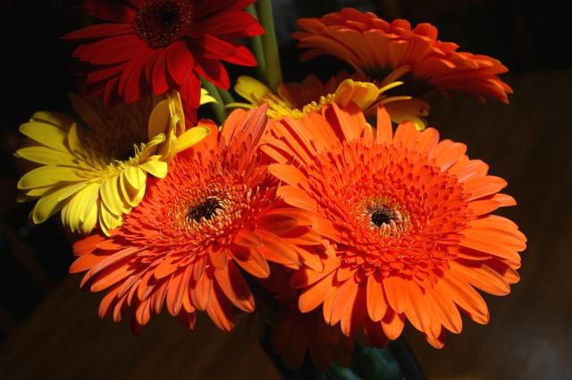 Gerberas in yellow, red and orange.jpg