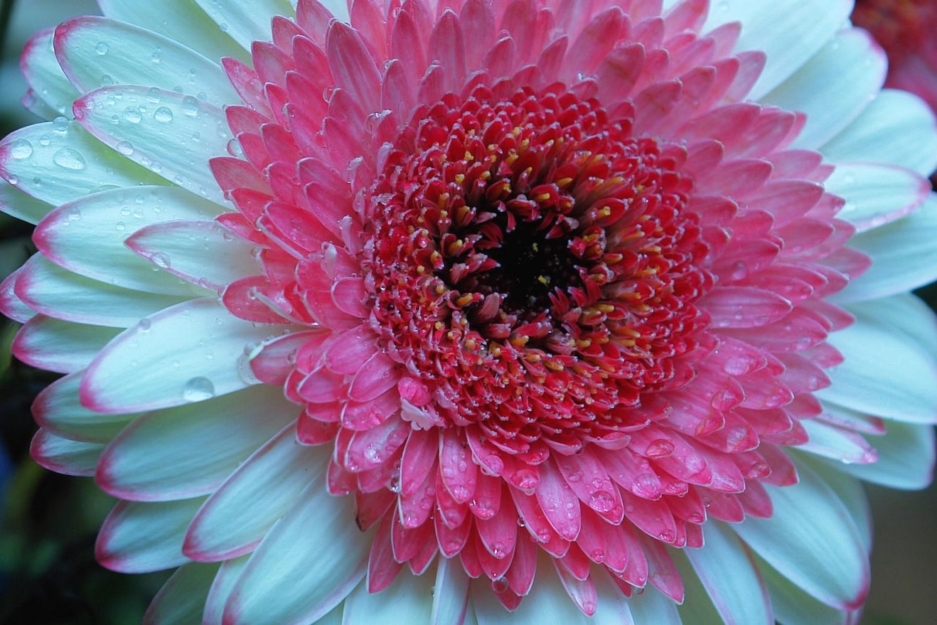 Gerbera Daisy.jpg