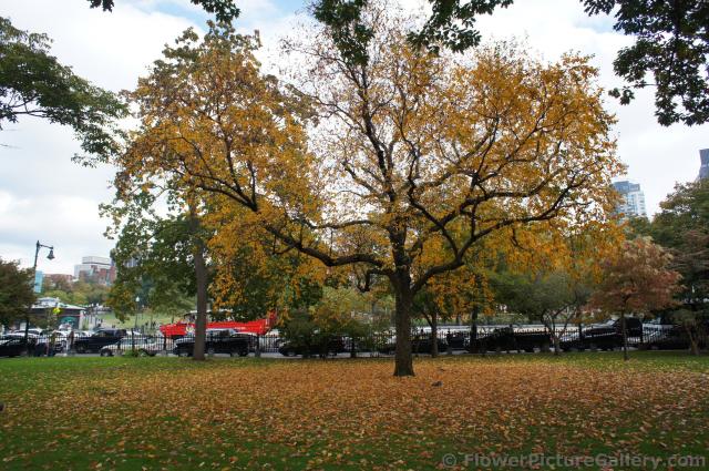 Large with orange leaves with many fallen at Boston Public Garden.jpg