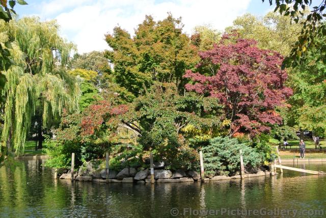 Maple tree island in Boston Public Garden pond during fall.jpg