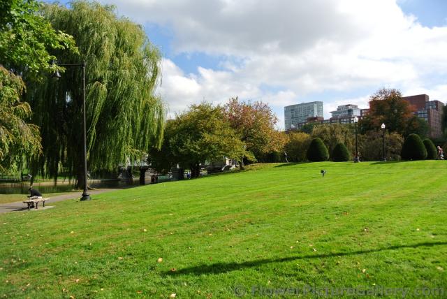 Large grass area of Boston Public Garden.jpg