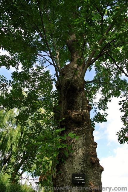 Green Ash tree at Boston Public Garden.jpg