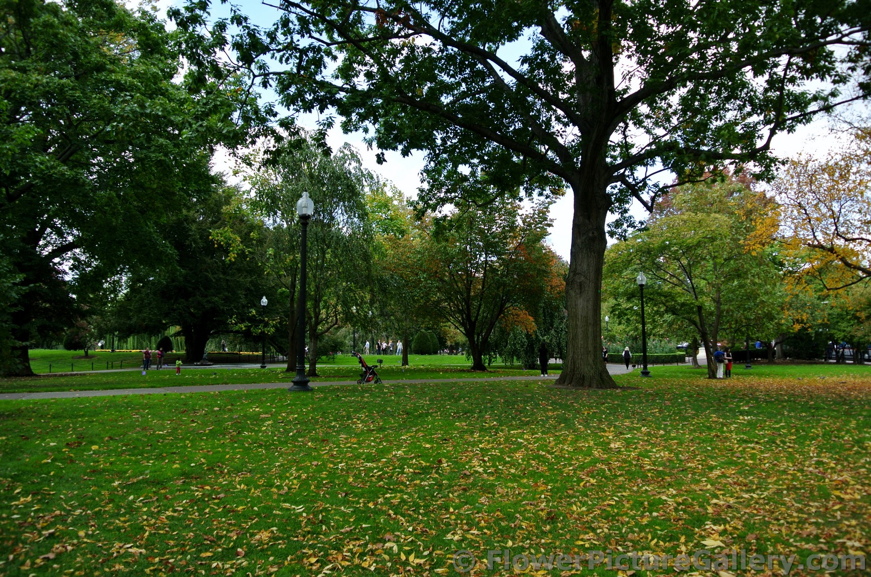 Grass littered with fall foliage leaves at Boston Public Garden.jpg