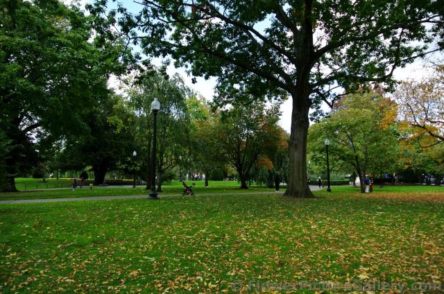Grass littered with fall foliage leaves at Boston Public Garden.jpg