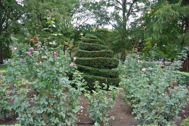 Garden area with sculptued tree at Boston Public Garden.jpg