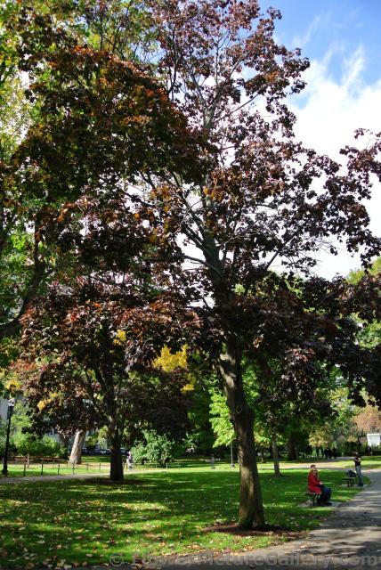Dark red-brown leaves at Boston Public Garden.jpg