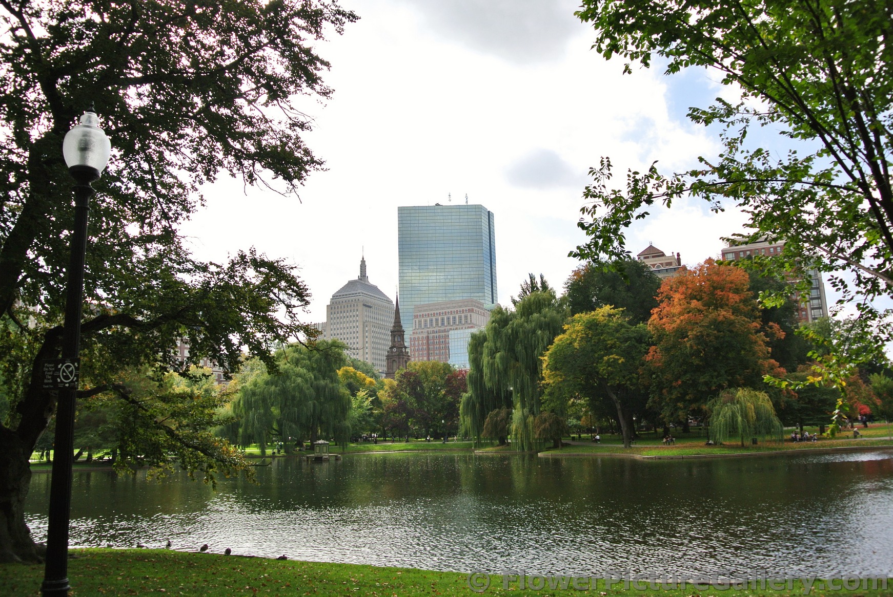 Boston Public Garden pond with maple trees opposite.jpg