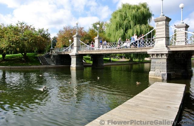 Bridge over pond viewed from Swan Boat dock Boston Public Garden.jpg