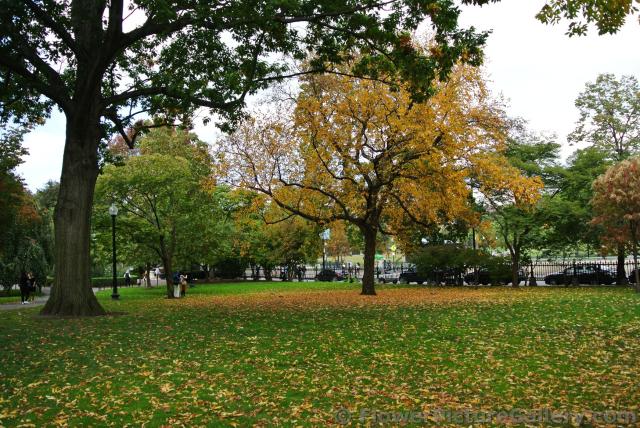 Beautiful fall foliage trees at Boston Public Garden.jpg