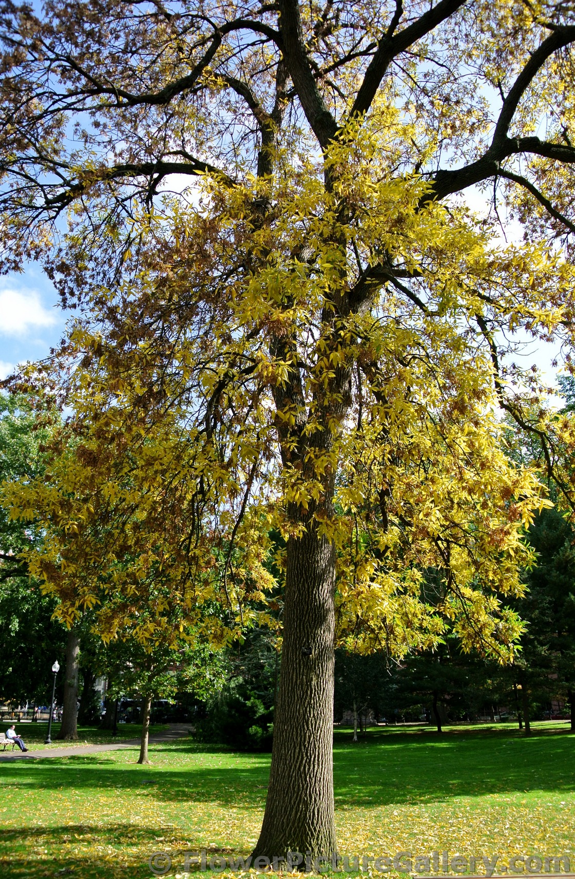 Yellow fall leaves at Boston Public Garden.jpg