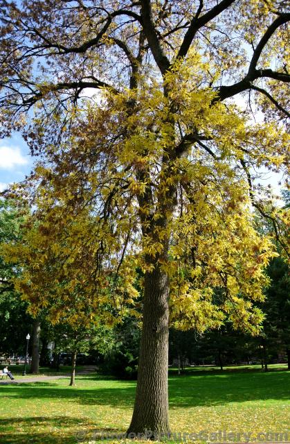 Yellow fall leaves at Boston Public Garden.jpg
