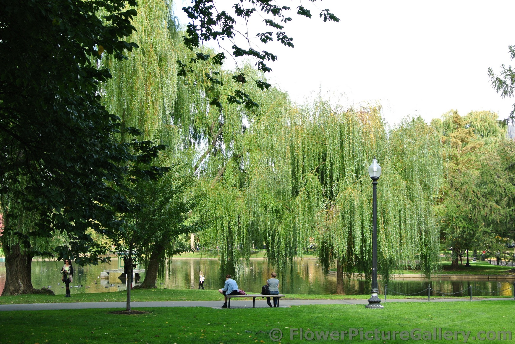Wispy large trees next to pond at Boston Public Garden.jpg