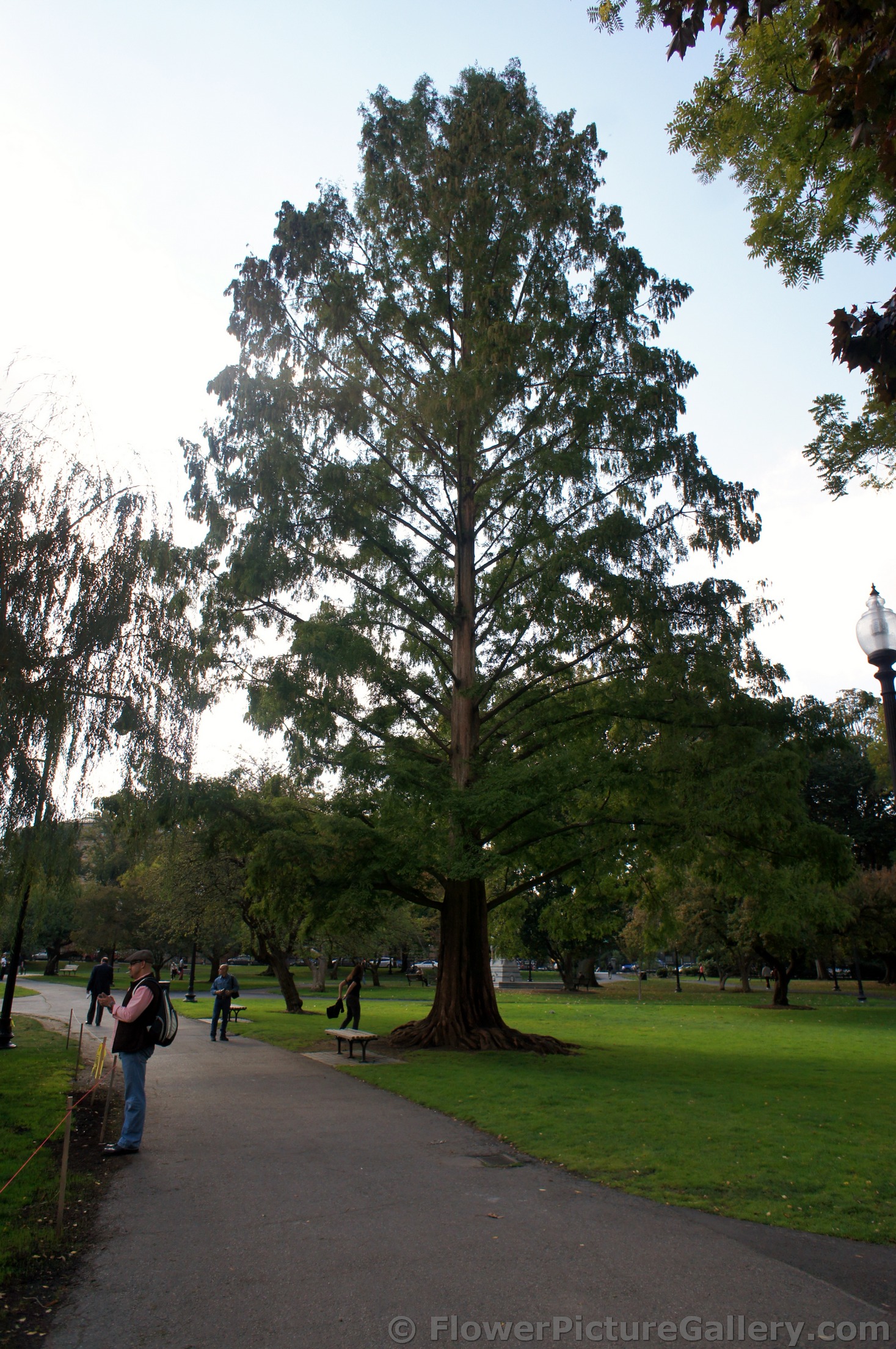 Very tall tree at Boston Public Garden.jpg