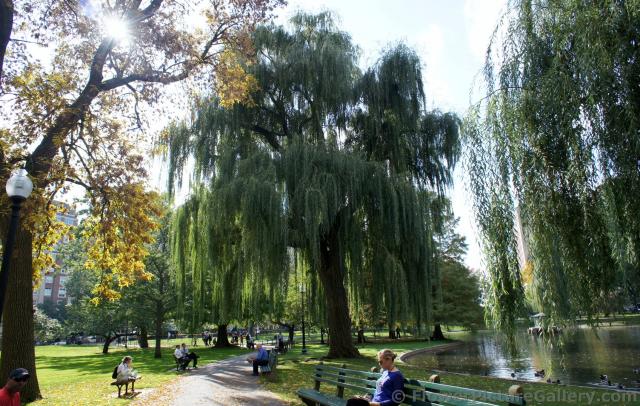 Weeping tree at Boston Public Garden.jpg
