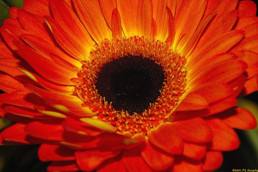 Gerbera Daisy with black eye.jpg