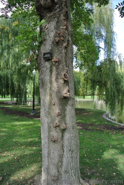 Trunk of Green Ash tree Fraxinus Pennsylvanica Boston Public Garden.jpg
