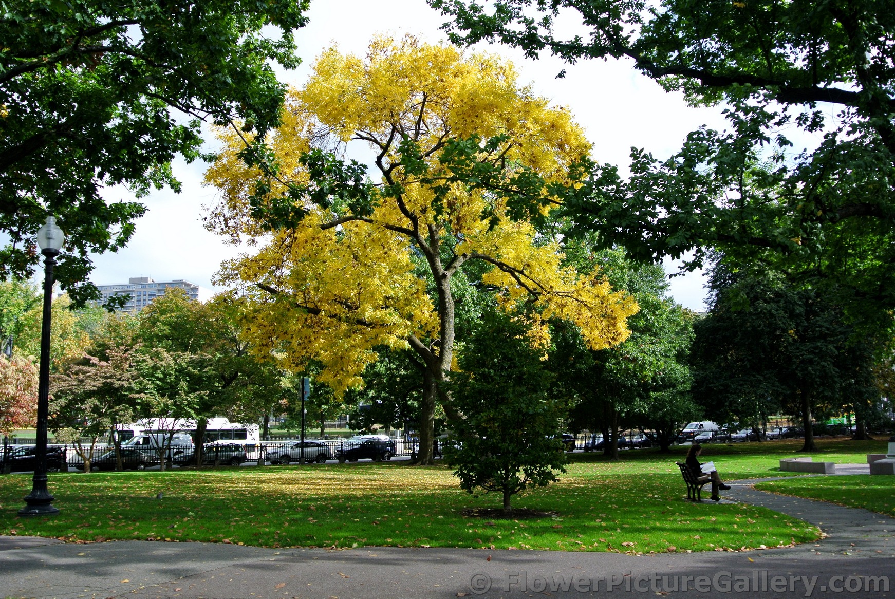 Tall tree with golden leaves at Boston Public Garden.jpg