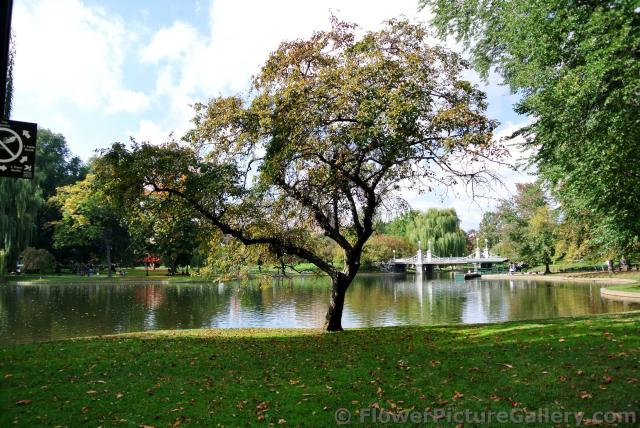 Tree next to pond with bridge in distance Boston Public Garden.jpg