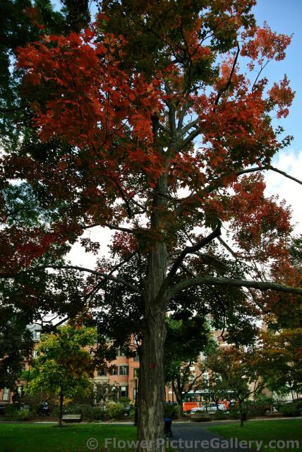 Tall Sugar Maple Tree at Boston Public Garden.jpg