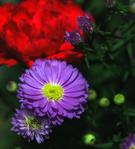 Gerbera Daisy in purple.jpg