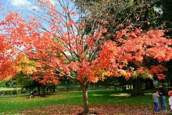 Boston Public Garden Autumn Photos