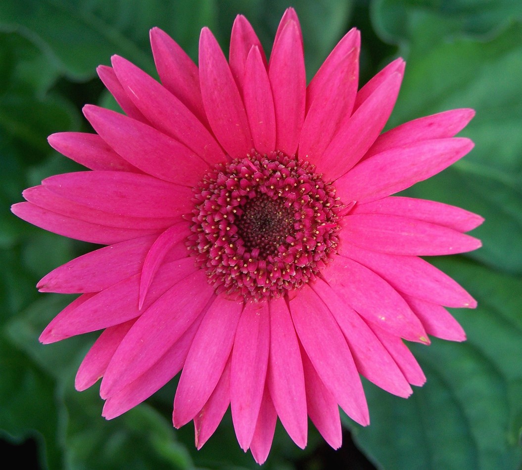 Gerbera Daisy gallery.jpg