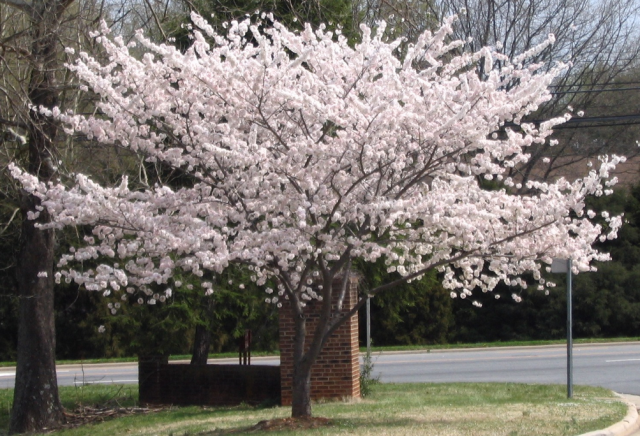 White Yoshino Cherry Tree Picture.PNG