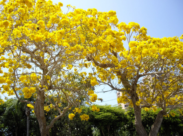 Yellow Orchid tree photos.PNG