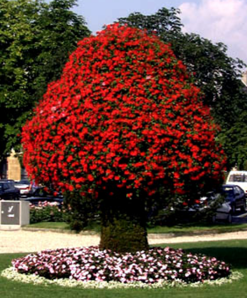 Red flower tree.PNG