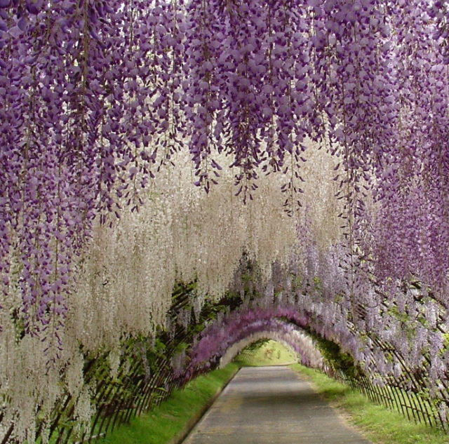The Wisteria Tunnel pictures with full of white and purple flowers.PNG
