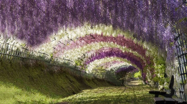 The Wisteria Tunnel with beautiful purple flowers.PNG