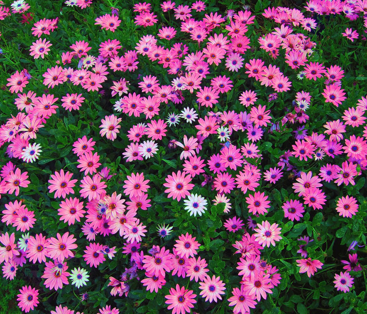 Gerbera daisy flowers.jpg
