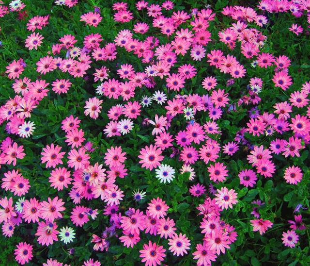 Gerbera daisy flowers.jpg