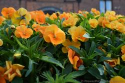 Pansies Flowers Pictures