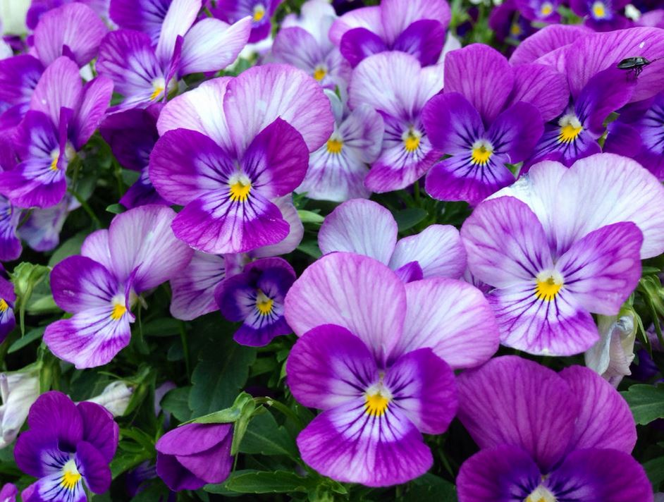 Annual flowers pictures of purple pansies garden flowers.JPG