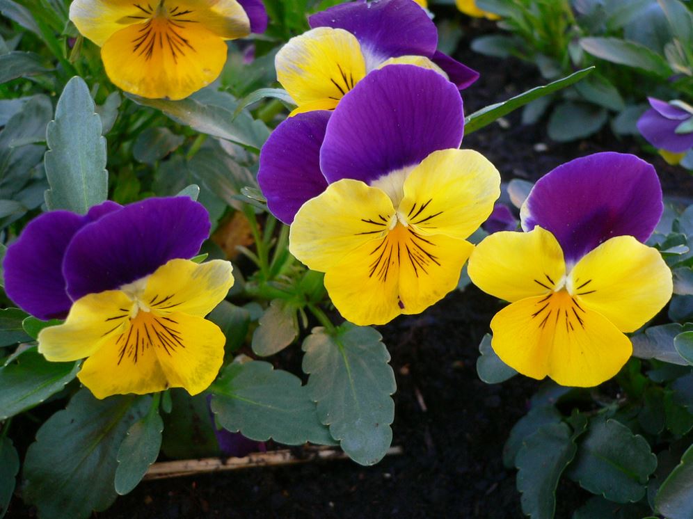 Annual garden flowers photos of pansies flowers.JPG