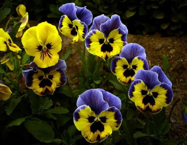 Beautiful annual spring garden flowers images of pansies in yellow and purple.JPG
