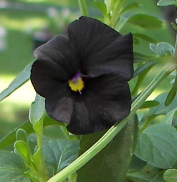 Black flowers photo of pansy flower.JPG