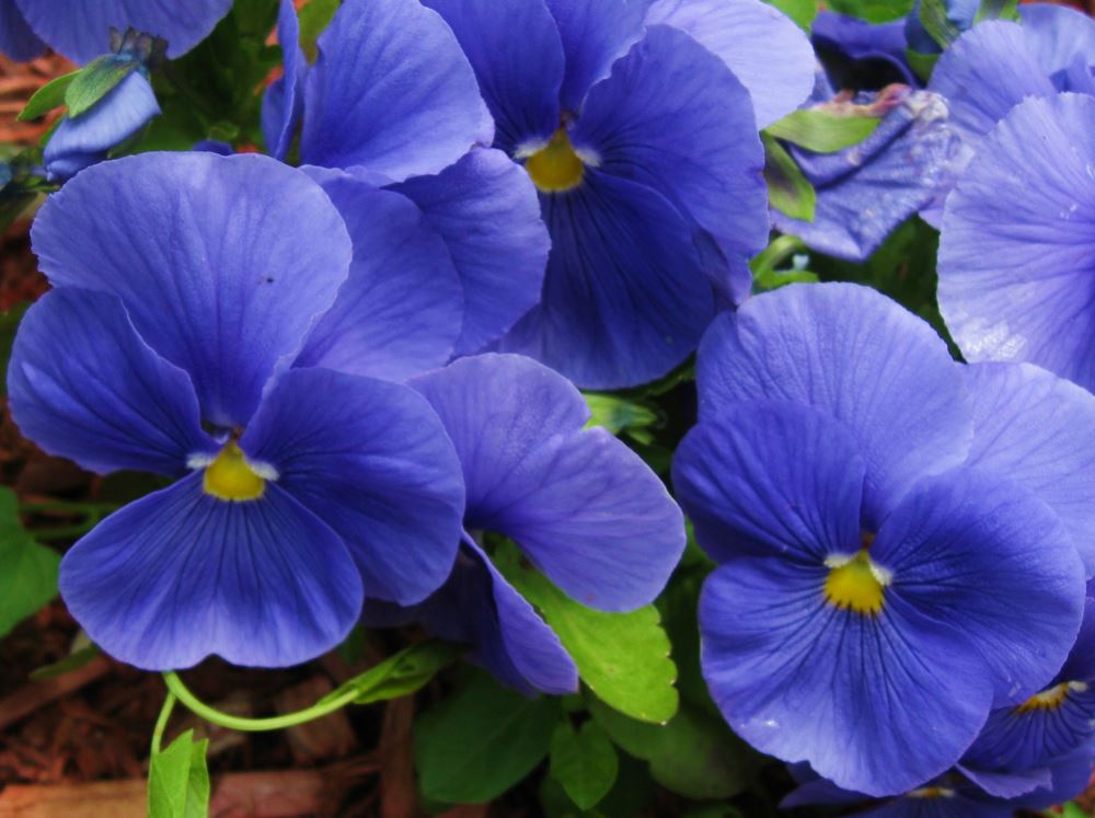Blue garden flowers pictures of blue pansies.JPG