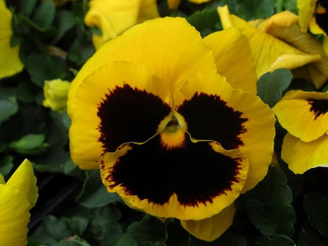Bright yellow garden pansies photos.JPG