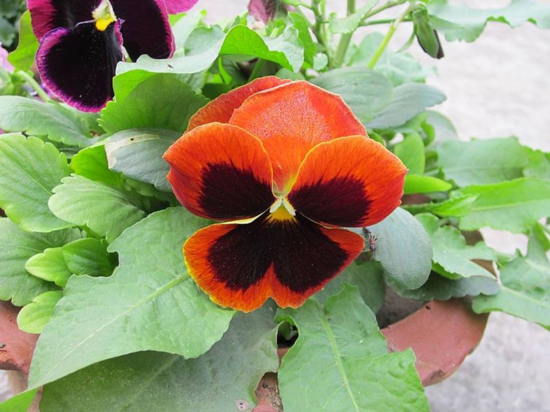 Close up picture of pansy flowers.JPG