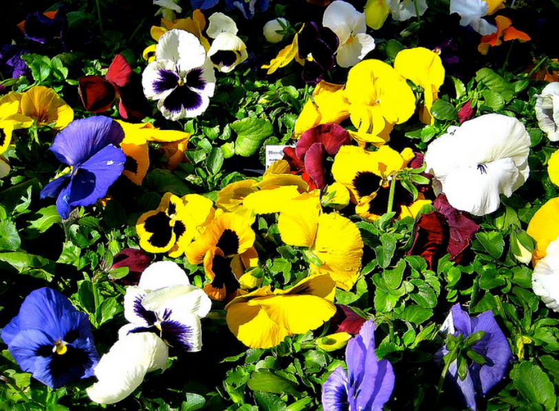 Garden pansies pictures.JPG