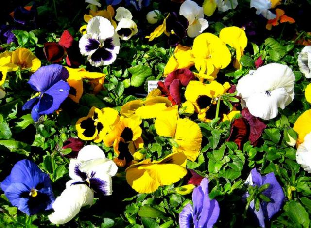Garden pansies pictures.JPG