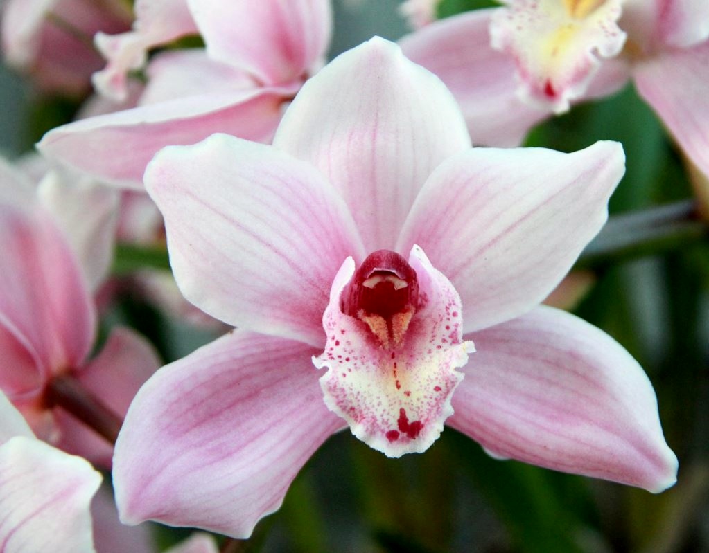 Light pink with yellow and light purple in the center.JPG