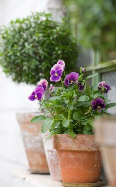 Modern planter with pansies flowers in purple.JPG